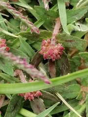 Euphorbia ophthalmica