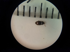 Atomaria