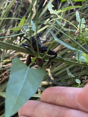 Pachylis neocalifornicus