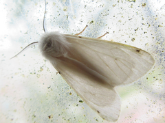 Hyphantria cunea