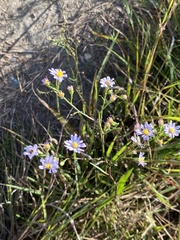 Symphyotrichum oolentangiense