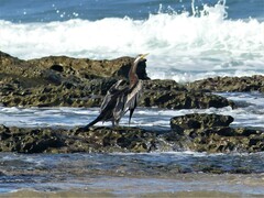 Anhinga novaehollandiae