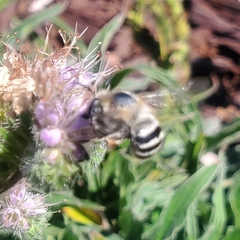 Anthophora