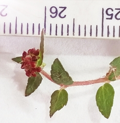 Euphorbia ophthalmica