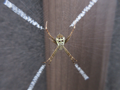 Argiope minuta