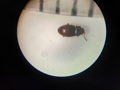 Atomaria