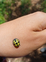 Epilachna mexicana
