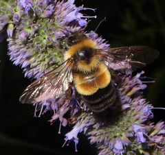 Bombus affinis