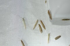 Oecetis