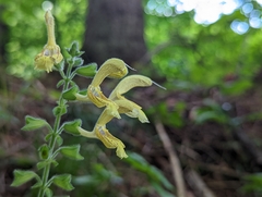 Salvia glutinosa