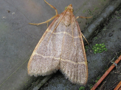 Hypsopygia glaucinalis