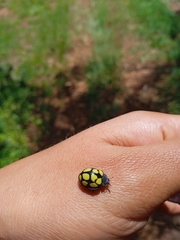 Epilachna mexicana