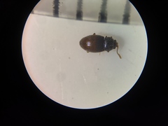 Atomaria