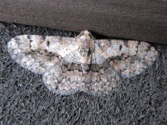 Satoblephara parvularia