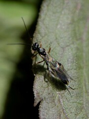 Campopleginae