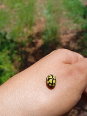 Epilachna mexicana