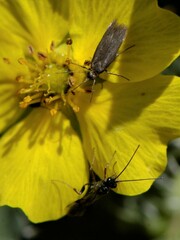 Campopleginae