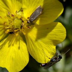 Campopleginae