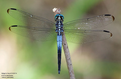 Cannaphila insularis