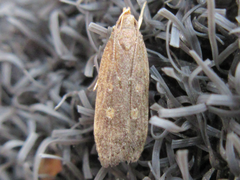 Helcystogramma triannulella