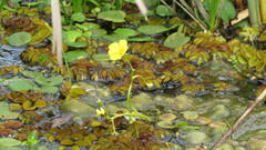 Utricularia foliosa