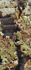 Mexigonus