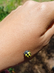 Epilachna mexicana