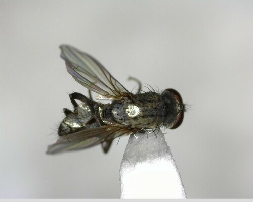 iNaturalist observation photo of House Flies and Allies