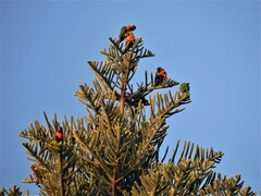 Trichoglossus moluccanus