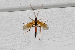 Opheltes glaucopterus