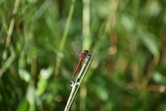 Sympetrum obtrusum