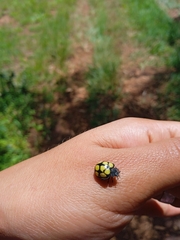 Epilachna mexicana