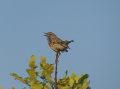 Luscinia svecica