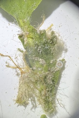 Marginopora