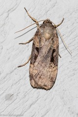 Pseudohermonassa bicarnea