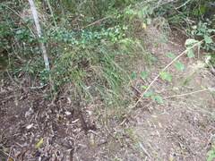 Austrostipa ramosissima