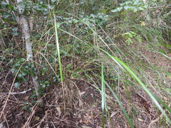 Austrostipa ramosissima