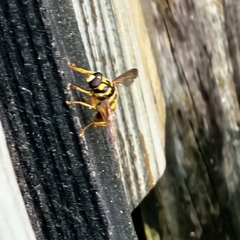 Milesia virginiensis