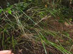 Austrostipa ramosissima