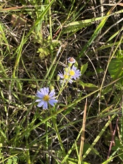 Symphyotrichum oolentangiense