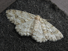 Ectropis crepuscularia