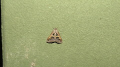 Melipotis bisinuata