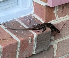 Plestiodon inexpectatus