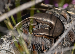 Acritoscincus platynotus