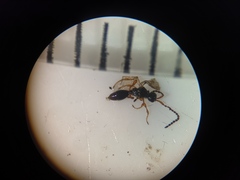 Diapriinae
