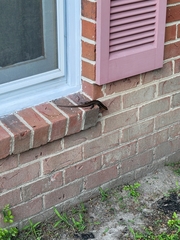 Plestiodon inexpectatus