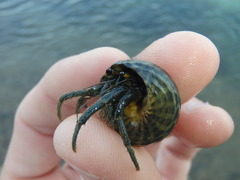 Clibanarius longitarsus