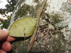 Parsonsia plaesiophylla