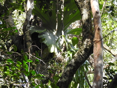 Platycerium superbum