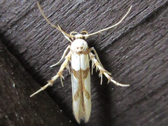 Stathmopoda flavescens